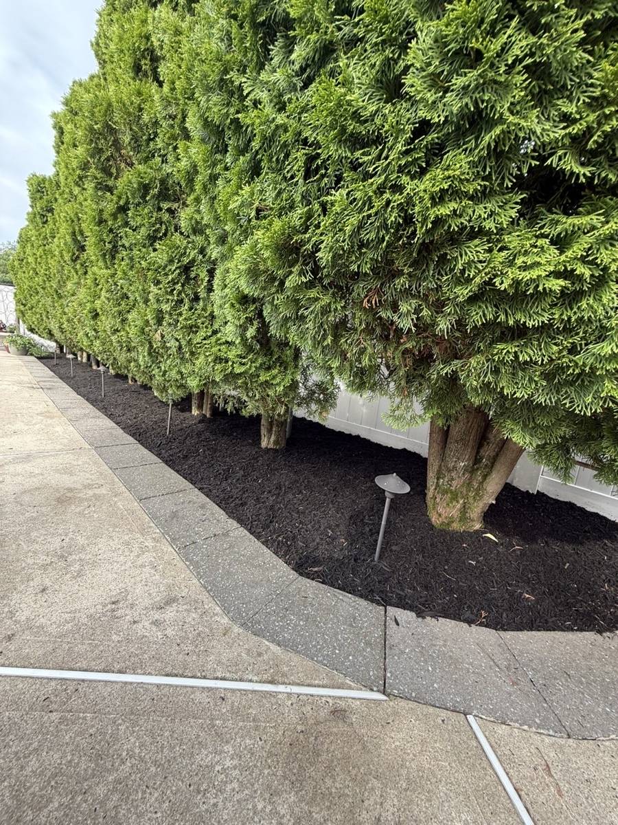 Row of arborvitae along a walkway with a clean mulched bed and path lights