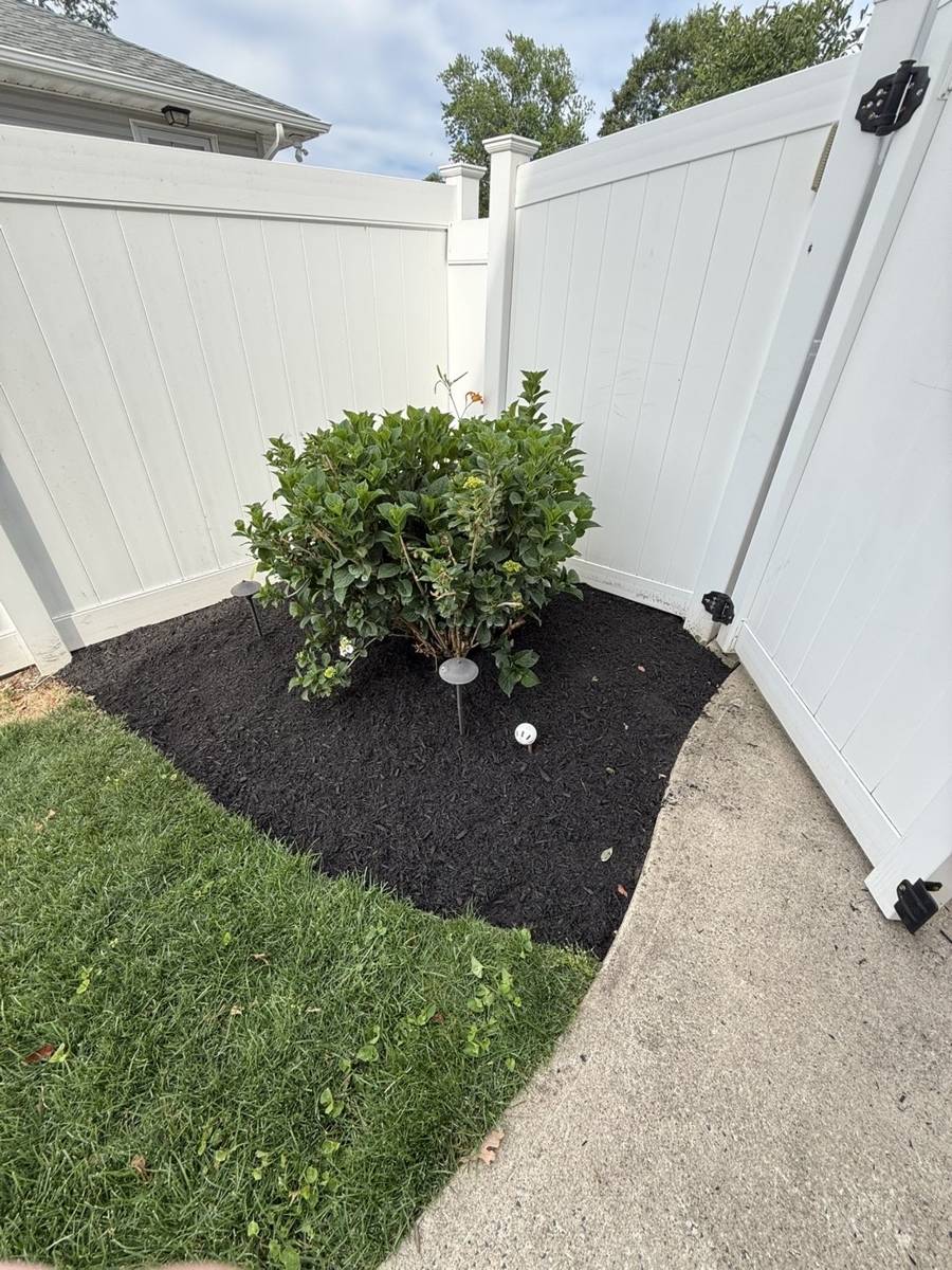 Corner bed with a hydrangea, new black mulch and a crisp lawn edge by a white fence