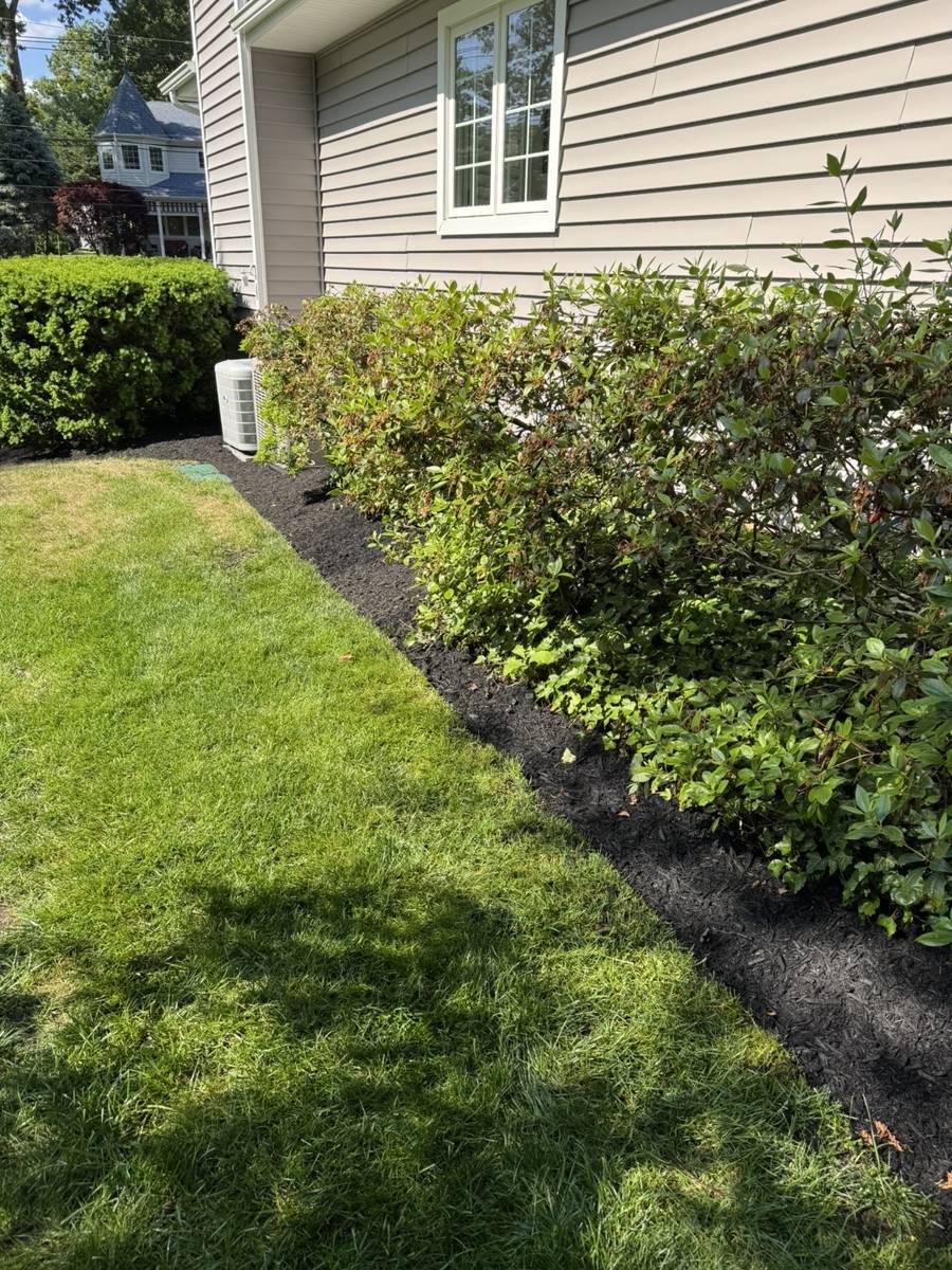 Long foundation bed under a window with trimmed shrubs and fresh mulch